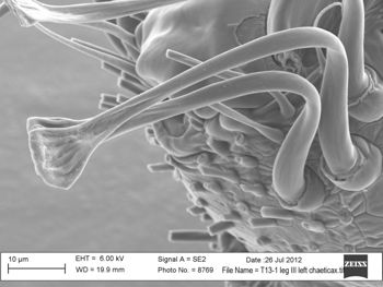Media type: image; Invertebrate Zoology 131275
